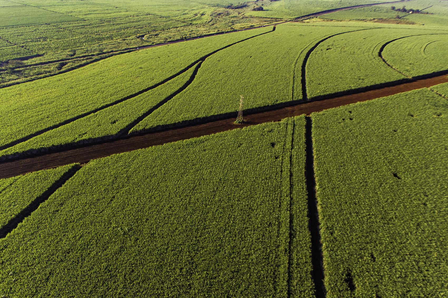 Sugarcane Plantation in Brazil