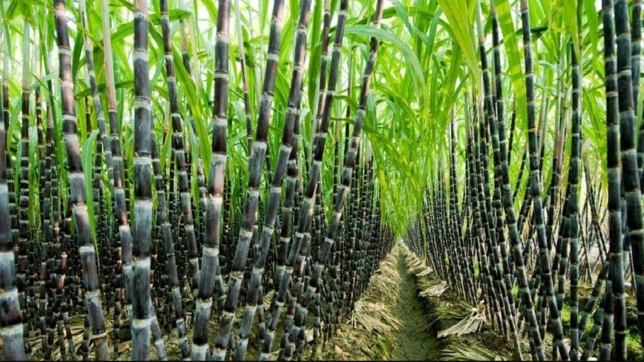 Sugarcane Cultivation in Brazil South America
